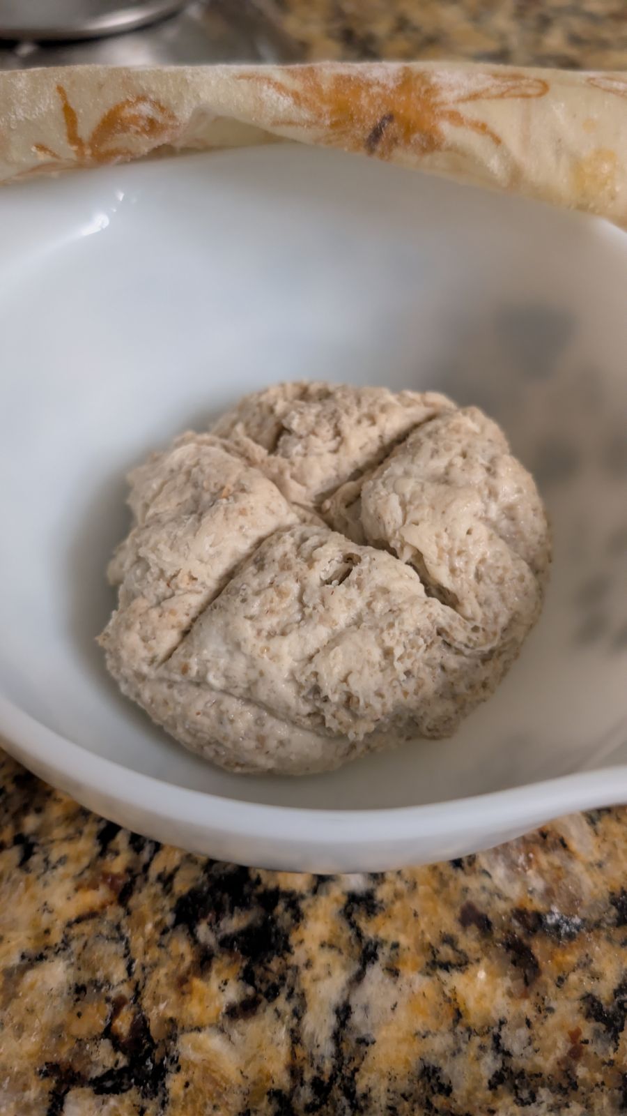 First feed of the grape-must dough, cross-scored in a white bowl