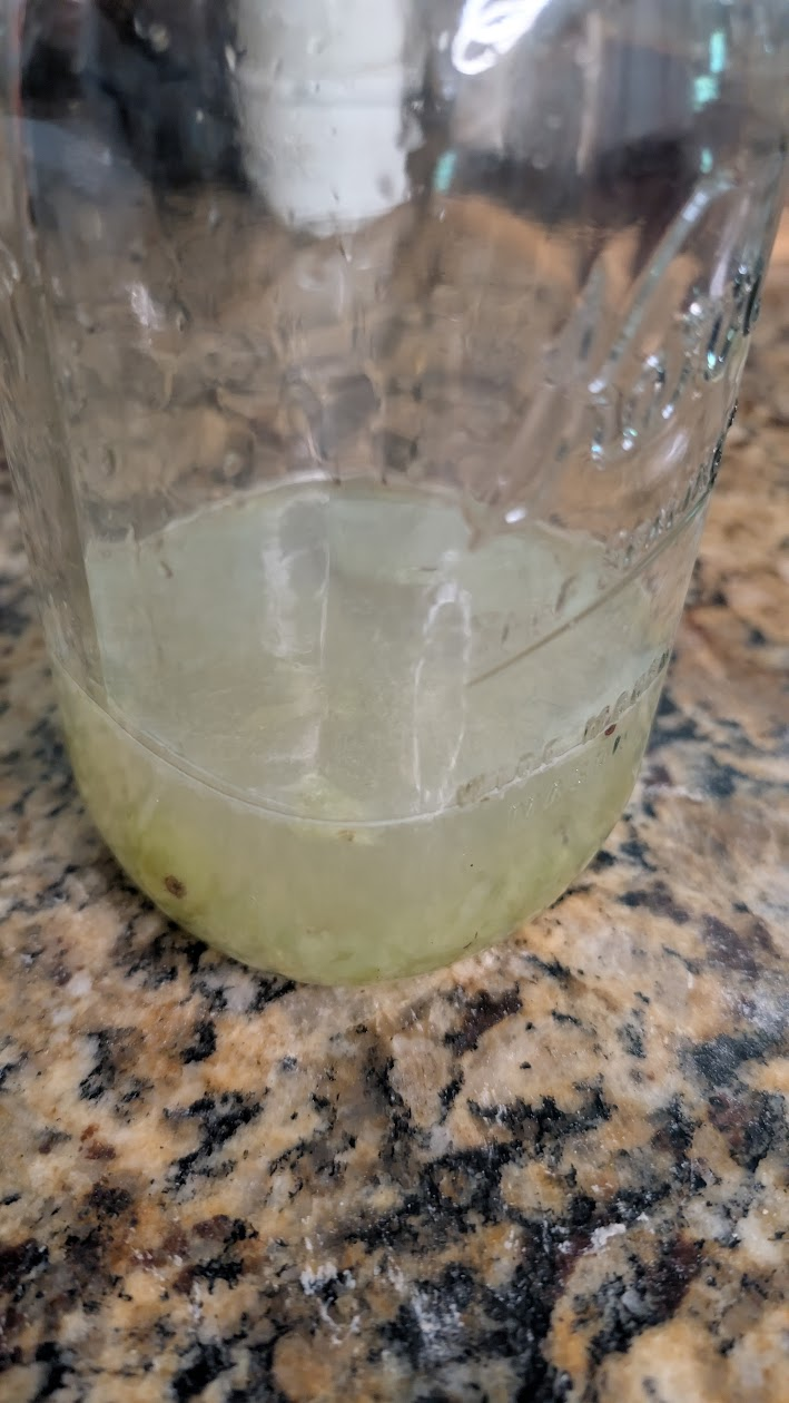 Grape must inoculum in a mason jar, yeast sediment settled at the bottom
